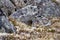 Beautiful view of American Pika (Ochotona princeps) among stones in its habitat
