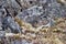 Beautiful view of American Pika (Ochotona princeps) among stones in its habitat