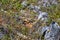 Beautiful view of American Pika (Ochotona princeps) among the stones in its habitat