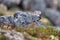 Beautiful view of American Pika (Ochotona princeps) among stones in its habitat