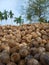 Beautiful view of areca nut Whait colour