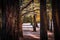 Beautiful view of Aviemore forest amidst the trees in late summer with close up view of tree