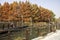 Beautiful view of Bacheng Ecological Wetland Park during autumn session