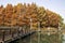 Beautiful view of Bacheng Ecological Wetland Park during autumn session