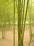 Beautiful View in Bamboo Forest