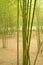 Beautiful View in Bamboo Forest