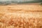 A beautiful view of the beautiful barley field in the morning is a rare view in the summer, and the golden barley field is a