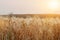 A beautiful view of the beautiful barley field in the morning is a rare view in the summer, and the golden barley field is a
