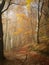 Beautiful view of beech forest in the famous Gole dell`Infernaccio with fog during autumn day