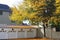 Beautiful view of a big tree with yellow leaves next to a house with garages in autumn