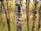 Beautiful view of birch trees at Assiniboine Forest on an autumn day in Winnipeg, Manitoba, Canada