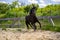 Beautiful view of a black running horse in a wooden fenced area