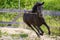 Beautiful view of a black running horse in a wooden fenced area