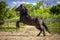 Beautiful view of a black running horse in a wooden fenced area