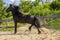 Beautiful view of a black running horse in a wooden fenced area