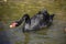 The beautiful view of black swan with drops faling from its beak.