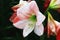 Beautiful view of blooming Dutch AmaryllisKnight`s Star Lily,South African Amaryllis flowers