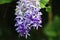 Beautiful view of blooming Queen`s WreathSandpaper Vine,Purple Wreath,Bluebird Vine flowers