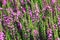Beautiful view of blooming Spiked LoosestrlfePurple Lythrum flowers