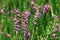 Beautiful view of blooming Spiked LoosestrlfePurple Lythrum flowers