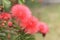 Beautiful view of blooming Surinam CalliandraPowder-puff,Surinamese Stickpea flowers