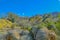 Beautiful view from Boyce Thompson Arboretum State Park of the Magma Ridge, Superior, Arizona USA