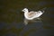 The beautiful view of bright brown gull swimming on the water of park lake.