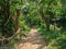 Beautiful view of bright green jungle and the path going into the depths of the forest