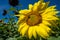 Beautiful view of a bright sunflower, nearly filling the frame. Bees on the flower