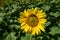 Beautiful view of a bright sunflower, nearly filling the frame. Bees on the flower