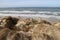 Beautiful view of bushes and dunes on the beach near Furreby, North Jutland, Denmark