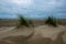 Beautiful view of bushes on sandhills on a beach in Borkum, Germany