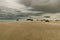 Beautiful view of bushes on sandhills on a beach in Borkum, Germany