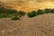 Beautiful view of bushes on sandhills on a beach in Borkum, Germany