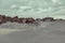 Beautiful view of bushes on sandhills on a beach in Borkum, Germany