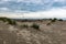 Beautiful view of bushes on sandhills on a beach in Borkum, Germany