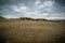 Beautiful view of bushes on sandhills on a beach in Borkum, Germany