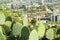 Beautiful view of cactuses with thorns against city and many buildings, closeup