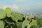 Beautiful view of cactuses with thorns against city and many buildings under cloudy sky, closeup