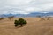 Beautiful view of california black oaks on golden rolling hills