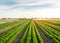 Beautiful view of a carrot plantation growing in a field. Organic vegetables. Farming. Agriculture. Selective focus