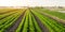 Beautiful view of a carrot plantation growing in a field. Organic vegetables. Farming. Agriculture. Selective focus