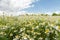 Beautiful view with chamomile daisies field on summer day