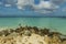 Beautiful view of coast line of Atlantic ocean on Aruba island. Pelicans sitting on rock.