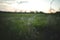 Beautiful view of Cogon grass grown in the meadow field captured at sunset