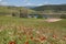 Beautiful view of Colfiorito lake with red poppies, cornflowers and daisies