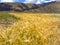 Beautiful View of Colorful Natural golden wheat fields with Asian mountain ranges and blue sky background. Staples Farming, Agricu