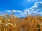 Beautiful view corn field and blue sky