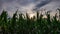 Beautiful view of a cornfield at sunset