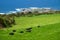 Beautiful view of the cows that graze in the meadow to background of the Atlantic ocean. Azores, Sao Miguel, Portugal.